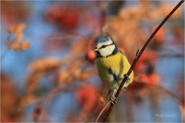<p>SÝKORA MODŘINKA (Cyanistes caeruleus) ---- /Eurasian blue tit - Blaumeise/</p>